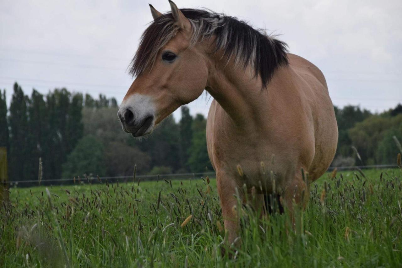 Ferme De La Forterie Verlinghem Buitenkant foto